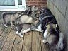 Pups 35.jpg